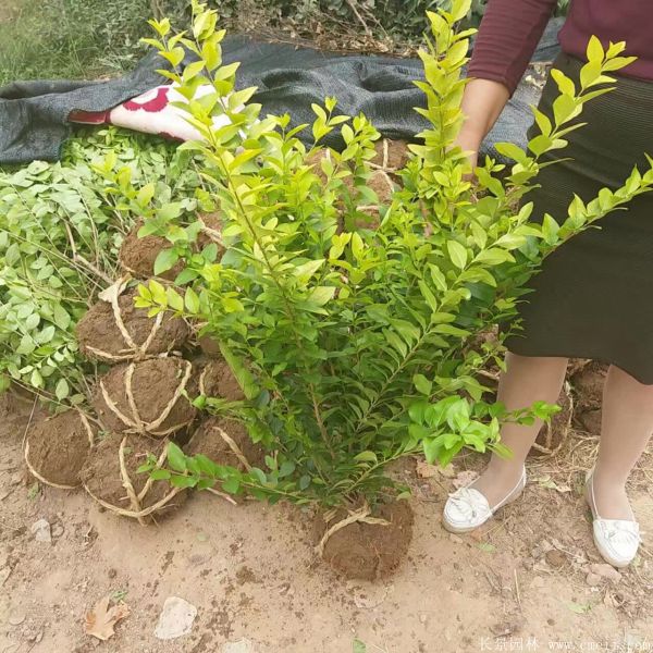 金葉女貞球圖片基地實拍