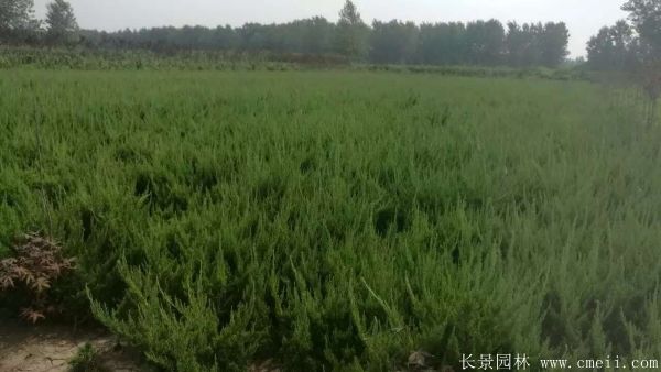 小龍柏圖片基地實拍