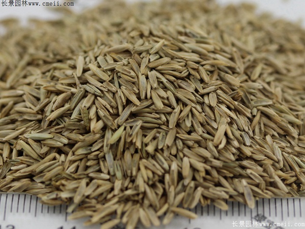 多年生黑麥草種子圖片 多年生黑麥草種子圖片