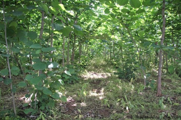 巨紫荊種子發芽出苗開花圖片