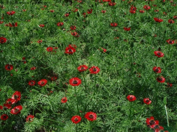 福壽花種子發(fā)芽出苗開(kāi)花圖片