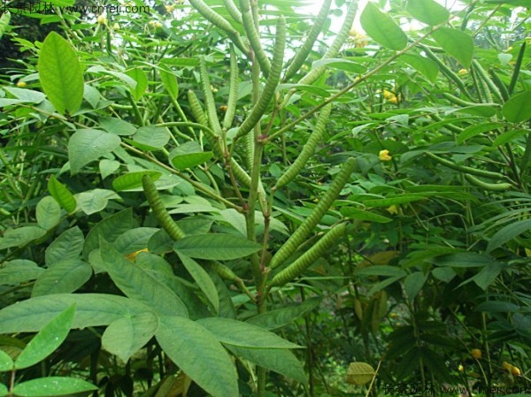 望江南種子發(fā)芽出苗圖片