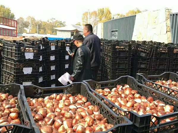 水仙花種球種根種苗