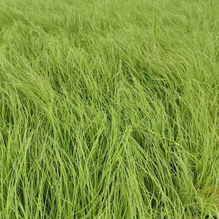 野牛草營(yíng)養(yǎng)缽苗容器苗