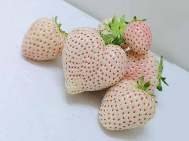 白草莓市場行情怎么樣？白草莓種植前景如何？