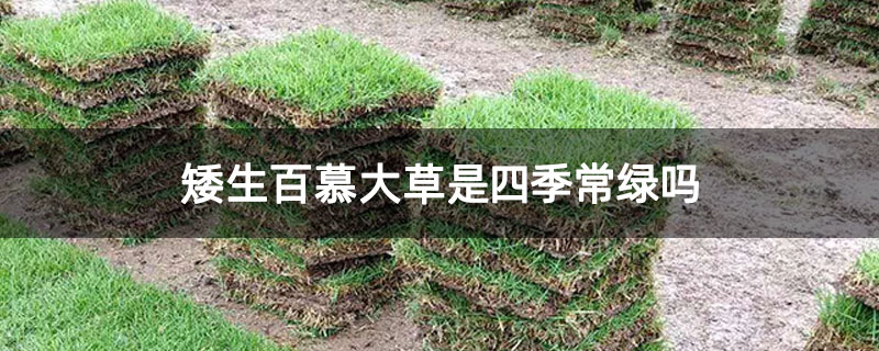 矮生百慕大草是四季常綠嗎 矮生百慕大草是四季常綠嗎